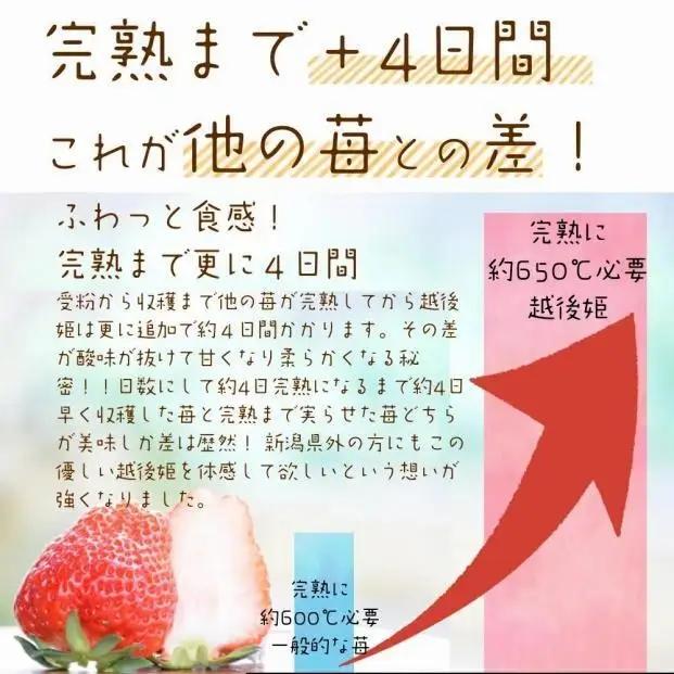 【先行予約】越後姫 いちご 雪国完熟 約170g×6P 越後姫 フルーツ