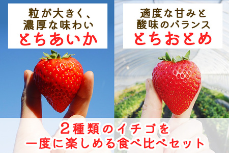 大粒とちあいか＋大粒とちおとめ 計2パック／約500g (各1パック)《2026年1月上旬より順次発送》｜先行予約 とちあいか とちおとめ いちご イチゴ 苺 大粒 果物 果実 フルーツ 産地直送 日
