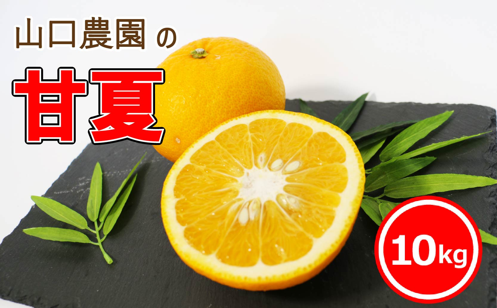 
                  【 2026年 発送 先行予約 】甘夏 10kg 山口 農園直送 ！ 初夏 の 香り あふれる 甘酸っぱい 厳選 柑橘 旬 美味しさ お届け 2026年発送 旬 産地直送 国産 農家直送 期間限定 数量限定 厳選品 正規品 贈り物 ギフト プレゼント 手土産 あまなつ アマナツ ナツミカン 夏みかん マーマレード ジャム ピール シロップ 愛媛県 愛南町 山口農園
                
