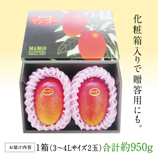 鹿児島県産 完熟マンゴー 3～4Lサイズ 2玉（化粧箱入り）［数量・期間 限定 ］先行予約 先行受付 マンゴー 完熟マンゴー トロピカルフルーツ 完熟 芳醇 国産 果実 果物 くだもの フルーツ 果肉