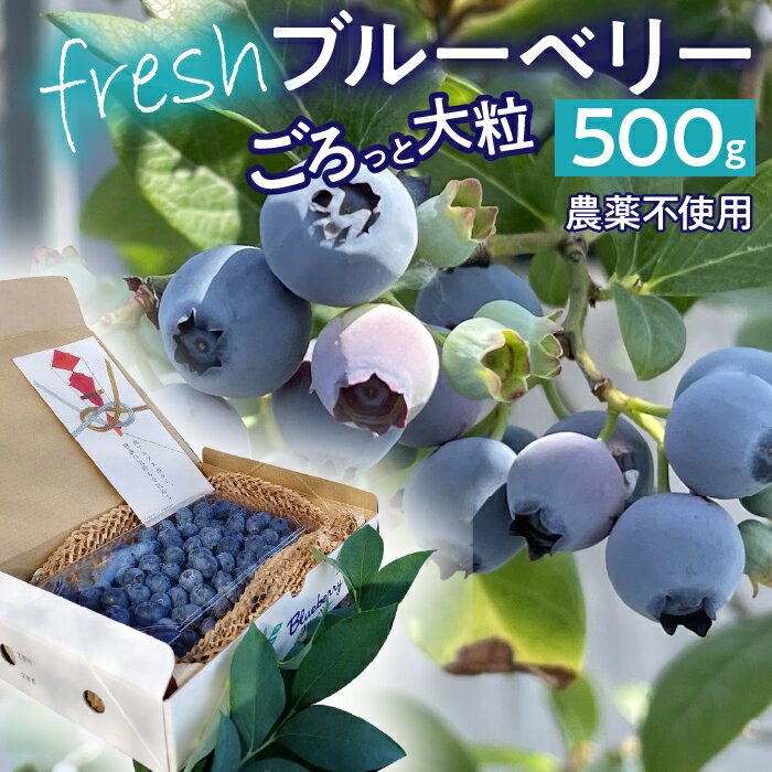 【ふるさと納税】 【2026年発送先行予約】南アルプス市産　【農薬不使用】ごろっと大粒フレッシュブルーベリー　500g入り ふるさと納税 ブルーベリー 水耕栽培 大粒 果物 くだもの おすすめ 山梨県 南アルプス市 送料無料 ALPBL002