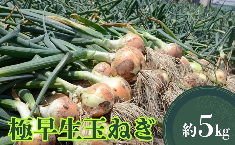 
                  極早生玉ねぎ 約5kg
                