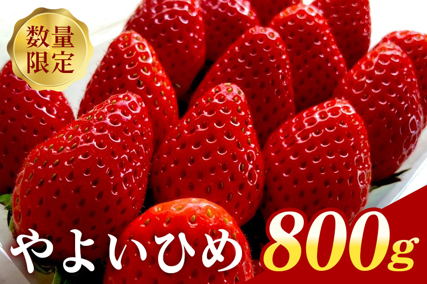 『数量限定』 朝摘みいちご やよいひめ 800g ステビア栽培 いちご 直売 ブランド 甘い 大粒 高級 ギフト 贈答用 朝摘み ステビア 苺 イチゴ 栽培 【期間限定 4月10日に受付終了】 88-A