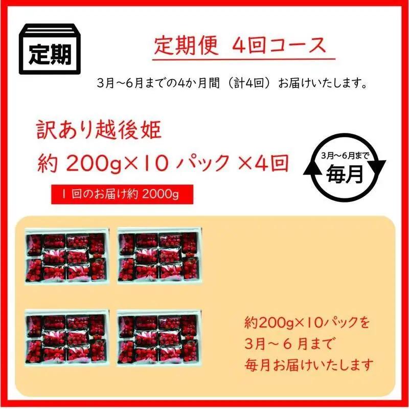 【先行予約・定期便4回】訳あり 越後姫 いちご 200g×10 越後姫 (3~6月発送)