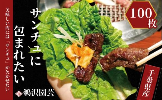  「 フレッシュサンチュ 」 合計100枚（10枚入×10パック） 新鮮 フレッシュ サンチュ 焼き肉レタス チシャ チシャ菜 野菜 菜物 焼肉 焼き肉 BBQ バーベキュー 夏休み 銚子産 千葉県 銚子 鵜沢園芸