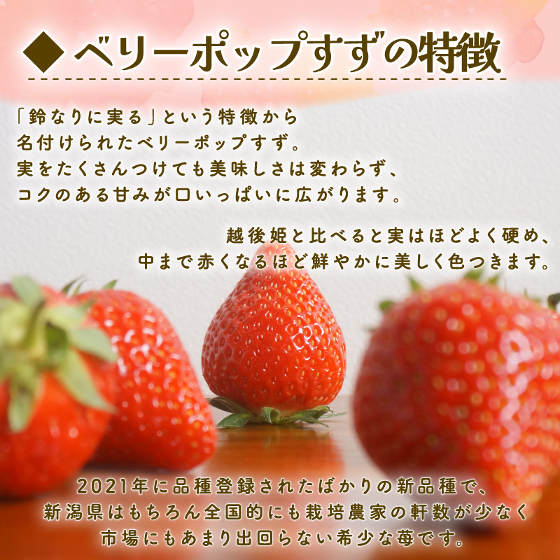 【2026年2月中旬発送開始】 いちご １パック 12or15粒 ベリーポップ 果物 いちご おやつ 健康 フルーツ スイーツ スイーツ作り ケーキ ケーキ作り 数量限定 先行予約 新潟県 新発田市 