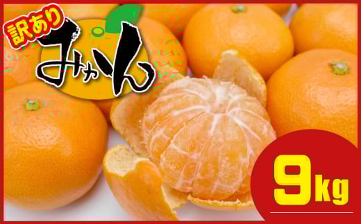 ≪ 訳あり ≫ 熊本県産 温州みかん 約 9kg + 約 0.5kg (補償分） | 果物 フルーツ くだもの みかん ミカン 温州ミカン 訳アリ 熊本県 玉名市