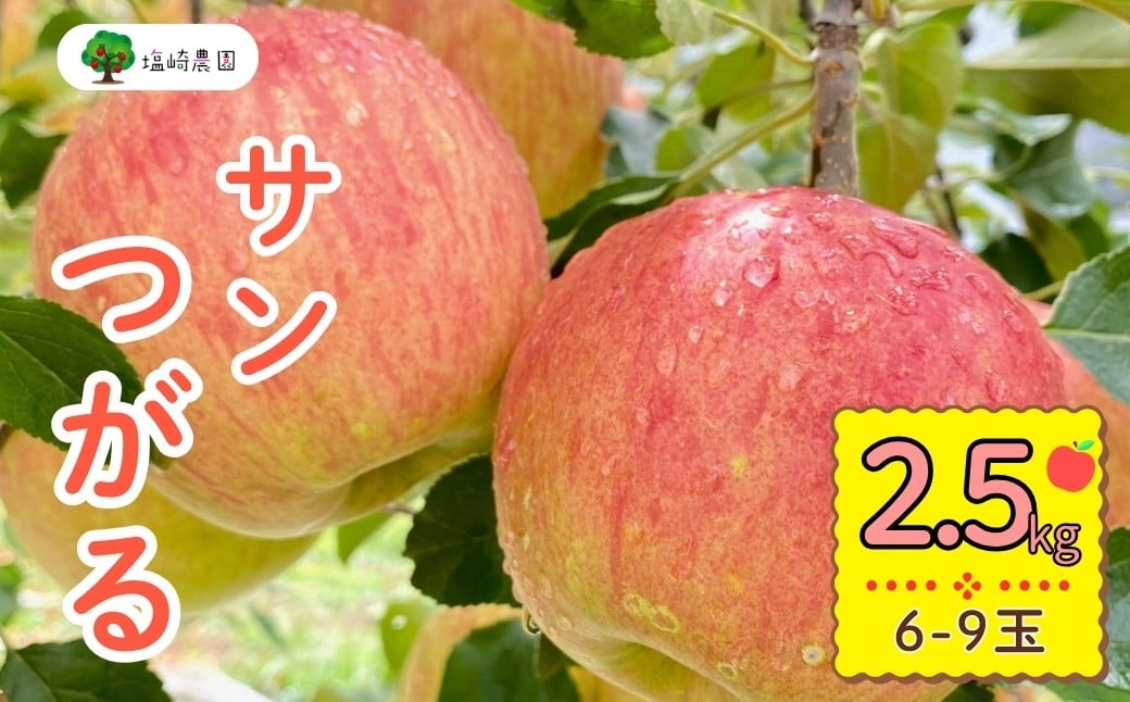 
            【先行予約】サンつがる【約2.5ｋｇ(6〜9玉)】(7-A19-1)
          