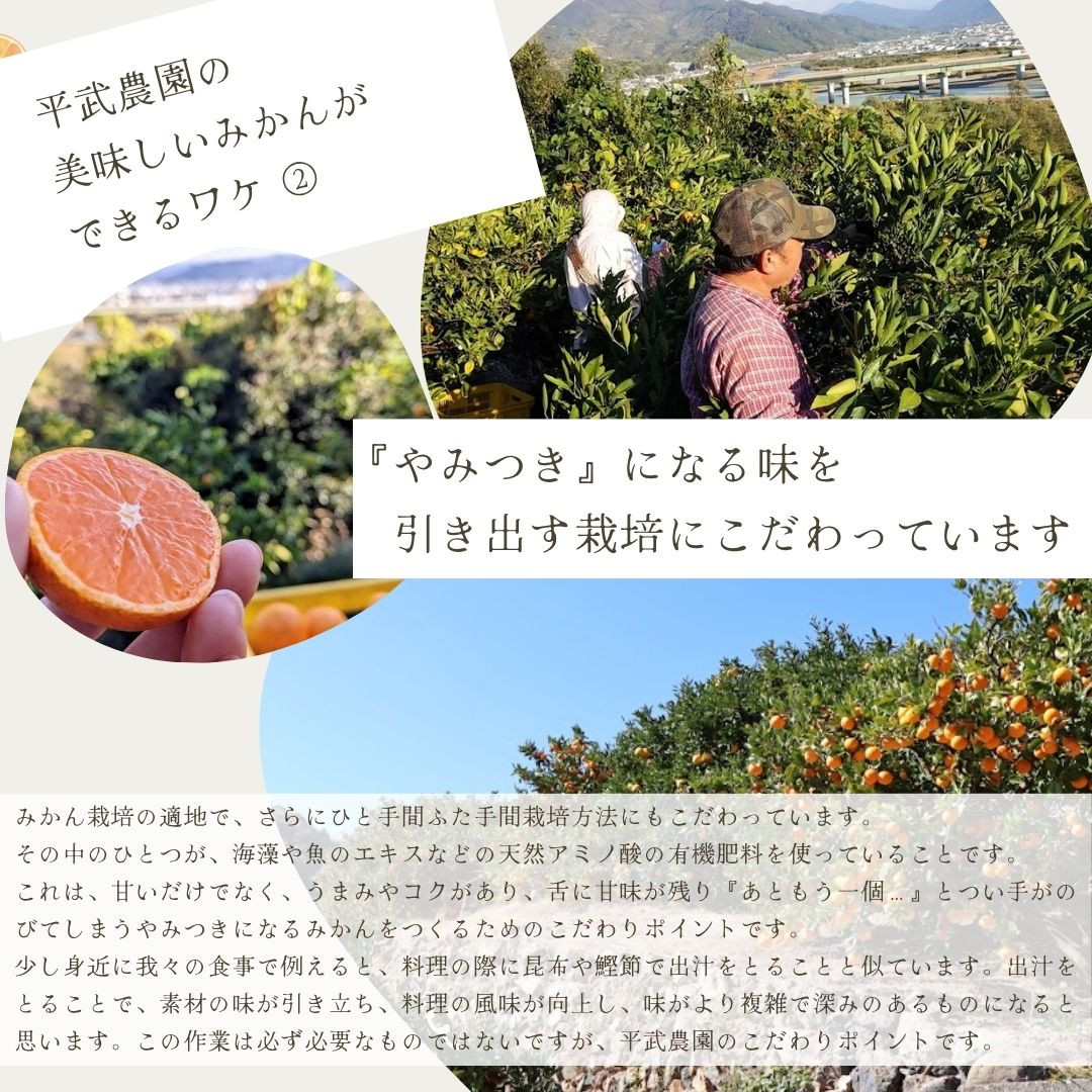 農家直送！有田みかん（2kg 訳あり≪サイズ混合≫） 平武農園　～蛍飛ぶ町から旬の便り～