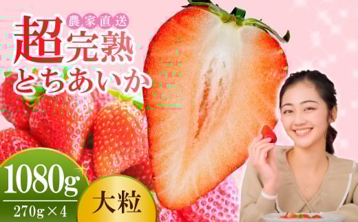 【先行受付：2月以降発送】いちご 小島さんちの完熟 とちあいか 大粒 約270g×4パック 合計 約1080g | いちご イチゴ 苺 とちあいか 完熟 大粒 果物 フルーツ くだもの 甘い あまい 