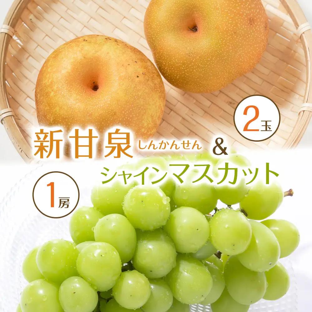 【先行予約】新甘泉2玉とシャインマスカット1房 ※8月下旬～9月中旬頃に順次発送予定  梨 シャインマスカット