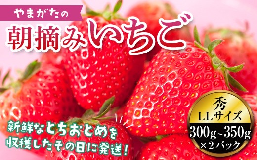 
                  【2027年先行予約】真っ赤に育った冬の贅沢☆朝摘み大粒いちご FSY-0116
                