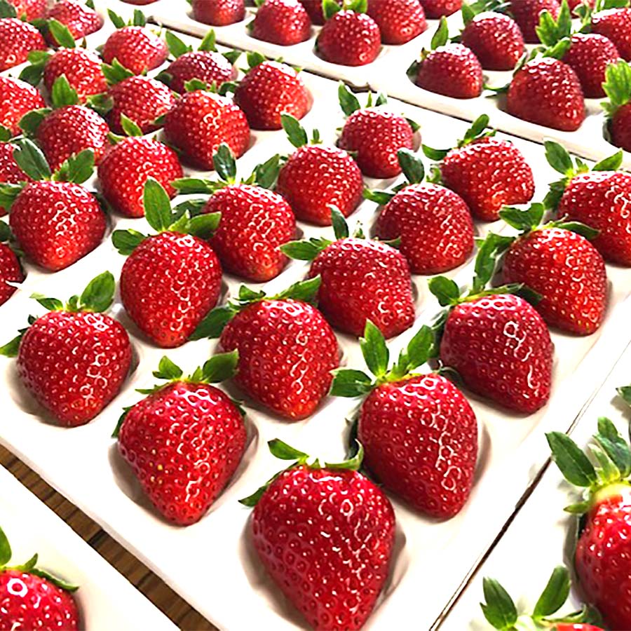 肥後こまち（いちご） 400g