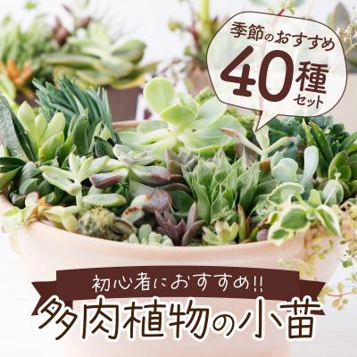 ふるさと納税 室戸市 多肉植物の小苗40本セット(40種類アソートセット)　多肉植物寄せ植え