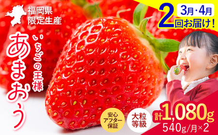 【2ヶ月定期便】いちご あまおう 先行予約 いちご大量 540g フルーツ 苺 旬 訳あり 数量限定 ふるさと納税 不揃い 傷 4月 規格外 規格外果物 くだもの 果物 【着日指定不可】《2026年3月・4月頃出荷予定》 st-p