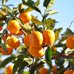 温州みかん 約5kg (サイズおまかせ)