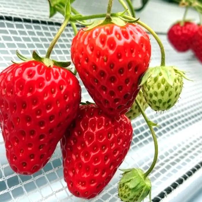 あまりんのかけジャムボトル瓶とあまりんのパウンドケーキセット | スイーツ 苺 いちごジャム 無添加ジャム ペクチン不使用 保存料不使用 ストロベリーソース いちごパウンド 焼き菓子 おやつ ティータ