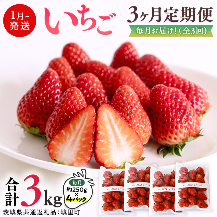 【 定期便 】 合計3kgお届け いちご の3ヶ月連続お届け便 （1回：250g×4パック）×3回 【1月から発送開始】（茨城県共通返礼品 [いちご]：城里町産） 果物 フルーツ イチゴ 苺 白いちご 白苺 とちおとめ 白いちご 紅ほっぺ やよいひめ 定期便 [BI346-NT]