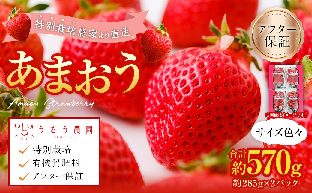 【アフター保証】あまおうサイズ色々 約570g（約285g×2パック）【2027年2月上旬～2027年3月上旬発送予定】あまおう いちご 苺 イチゴ フルーツ 果物