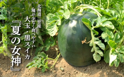 
            《2026年分受付中》『夏の女神』大玉！種が少なくて甘い黒皮スイカ1玉入(6～8kg)）| ふるさと納税 北海道 三笠 西瓜 スイカ すいか 大玉 黒皮 赤色 くだもの 果物 フルーツ 産地直送 お取り寄せ ワンストップ マイページ 富田広之農園 三笠市【01061】
          