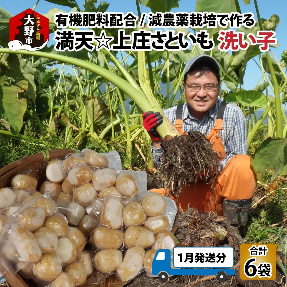【先行予約】【1月発送分】上庄産さといもの「洗い子」計2.01kg  有機肥料配合　減農薬栽培[A-005006_03]