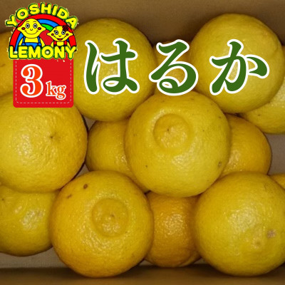 先行予約 はるか みかん 3kg【1016504】