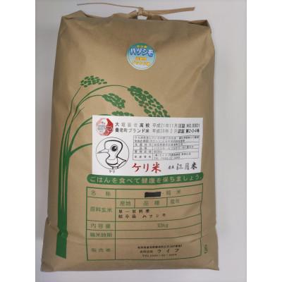 ふるさと納税 養老町 令和7年岐阜県養老産ケリ米ハツシモ　白米10kg