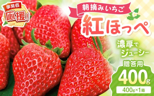 【2027年1月～2027年4月発送予定】【贈答用】朝摘みいちご 紅ほっぺ 400g【配送不可地域：北海道・沖縄・離島】【117D-008-2027】