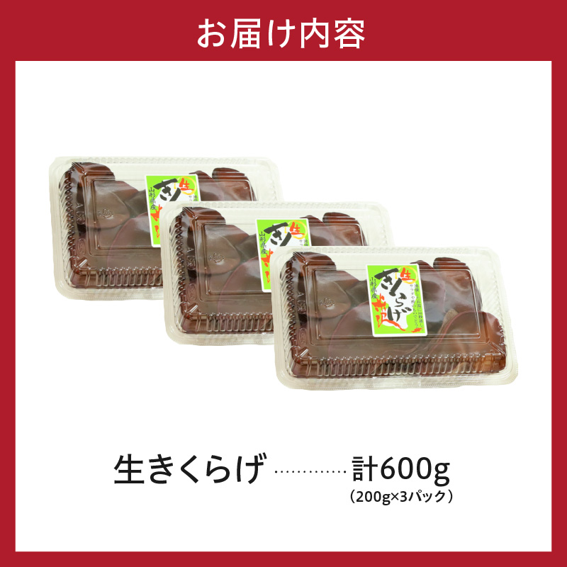 期間限定 生きくらげ 200g × 3パック 計600g 2026年6月～10月中旬頃 お届け予定 国産 米沢産 生 きくらげ きのこ 冷蔵 木耳 キクラゲ 山形県 米沢市
