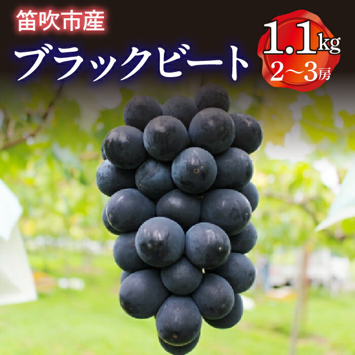 【ふるさと納税】＜25年発送先行予約＞ 笛吹市産 ブラックビート 1.1kg(2～3房) ふるさと納税 ぶどう 葡萄 希少品種 レア 黒ぶどう 笛吹市 国産 産地直送 人気 期間限定 黒系 ブドウ 甘い 大きい 果物 フルーツ くだもの 旬 数量限定 8月 9月 発送 山梨県 送料無料 227-012