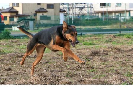 日本捜索救助犬協会の活動を応援！1万円 【被災地支援 感謝状 埼玉県 救助犬育成 犬猫保護 社会貢献活動】