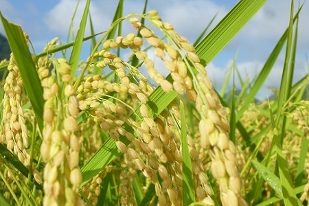 【京丹波のお米】ほたるの里のこしひかり・もち米セット（大） 新米 京都 コシヒカリ 精米 餅米 ※北海道・沖縄・その他離島6は配送不可 [019HS001L]