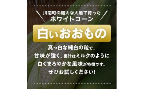 【令和7年発送】政岡さんちのスイートコーン「白いおおもの（ホワイトコーン）」9kg 【 先行予約 数量限定 期間限定 とうもろこし スイートコーン 2025年発送 先行受付 宮崎県産 九州産 】 [D