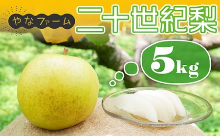 【やなファーム】二十世紀梨　5kg Q1
