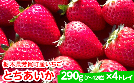 【先行予約】栃木県芳賀町産いちご とちあいか290g(7～12粒)×4トレイ | 果物 フルーツ いちご 苺 イチゴ とちあいか ブランド 期間限定 季節限定 旬 国産※2026年1月上旬～4月下旬頃に順次発送予定