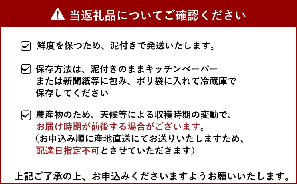 斎藤さん家の「生」れんこん 約2kg【2024年9月上旬～2025年3月上旬発送予定】レンコン 蓮根 根菜