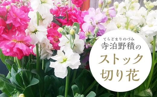 E0-01長岡産(寺泊野積)ストック切り花～きれい、長持ち、香り・ボリューム・花色豊富～