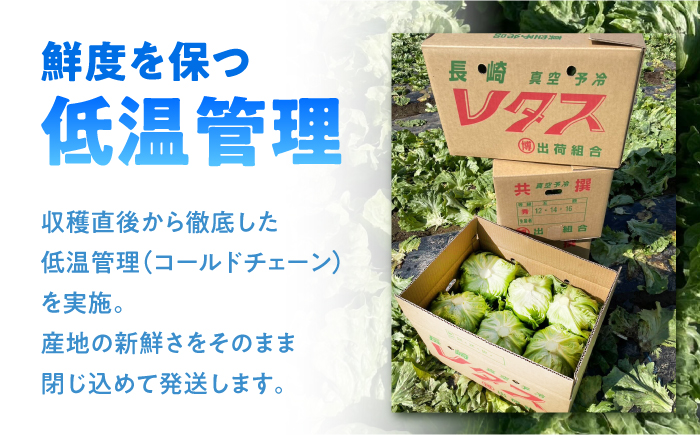 【2026年12月〜発送】レタス 約4kg（6〜7玉）/ れたす 野菜 やさい / 南島原市 / 株式会社松尾青果 [SGU006]
