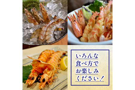 エビ 車エビ／丹後の活きくるまえび 800g（26～40尾） 車海老 車エビ くるまえび 活き 活 海老 エビ 刺身 活き造り 天ぷら 塩焼き 