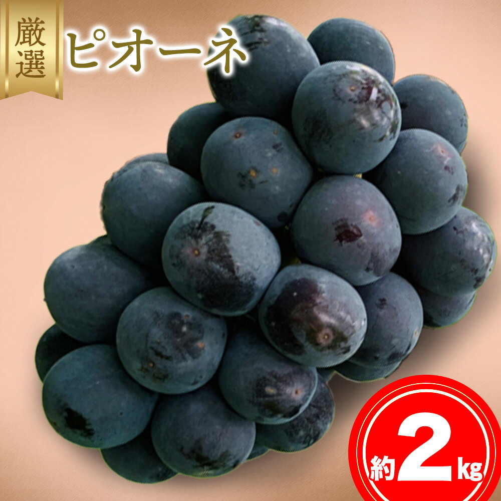 【ふるさと納税】厳選 ピオーネ 約2kg 《9月上旬-10月下旬出荷予定(土日祝除く)》広島県 神石高原町 果物 フルーツ ぶどう 訳あり 送料無料