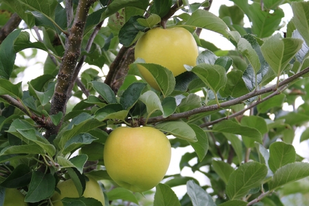 【先行受付】サンふじ・シナノゴールド詰め合わせ　5kg