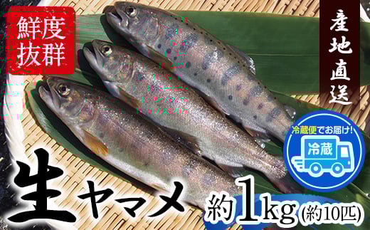 生ヤマメ 1kg 約10匹 山江村ヤマメ生産組合《30日以内に出荷予定(土日祝除く)》ヤマメ 山女魚 山女 2kg 約20匹 魚介類 魚 生鮮品 送料無料 冷蔵便
