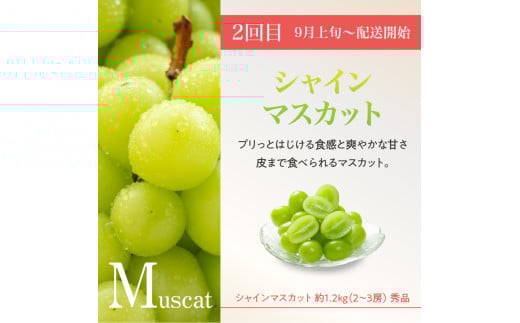 ≪先行受付≫ 【2026度年発送】山形豊作フルーツ人気Ｂ【定期便全3回】