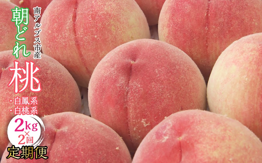 
                  【2026年発送先行予約】南アルプス市産・山梨朝どれ桃2kg×2回配送（白鳳系・白桃系） 定期便 2回（クール便） ALPBV013　|  |
                