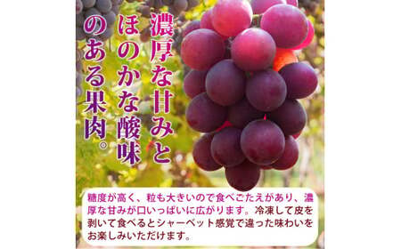 紀州和歌山産 巨峰ぶどう 約2kg ※2025年8月下旬頃〜2025年9月上旬頃に順次発送 ※日付指定不可 巨峰 ぶどう ブドウ 葡萄 果物 くだもの フルーツ【uot784A】