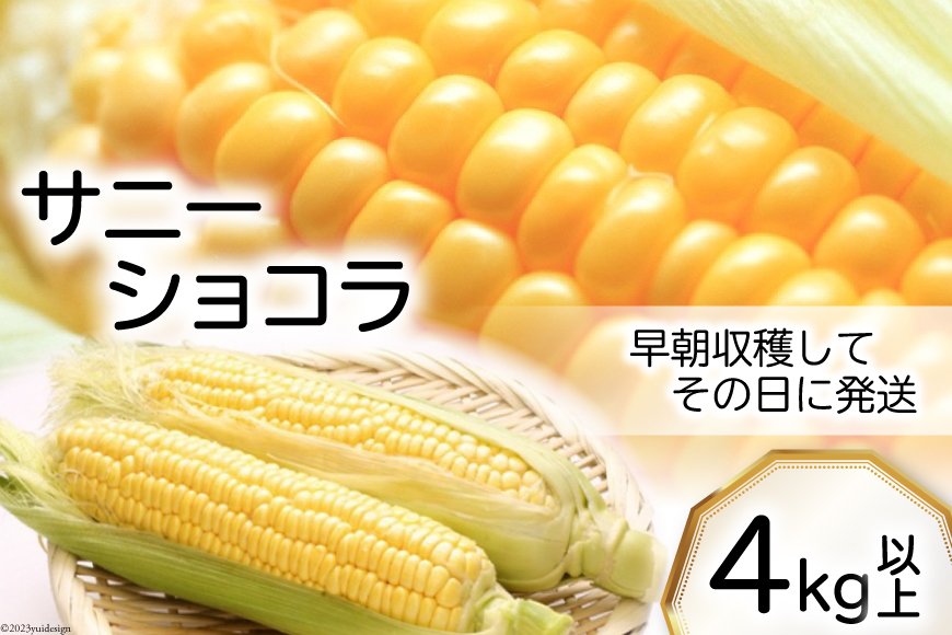 【期間限定発送】収穫当日発送 スイートコーン 4kg 以上 [長崎県農産品流通 長崎県 雲仙市 item1567] とうもろこし トウモロコシ コーン サニーショコラ 野菜 4キロ以上