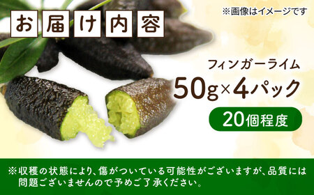 フルーツ 果物 くだもの 新感覚フルーツ！ 森のキャビア フィンガーライム 50g×4パック 柑橘 柑橘類 国産 ライム フルーツ 果物 くだもの 広島県産 江田島市/小原農園[XCE011]