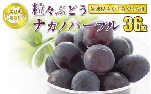 粒々ぶどう36粒 ナガノパープル【茨城県共通返礼品 かすみがうら市】 ぶどう 葡萄 果物 フルーツ お取り寄せ ※2024年8月下旬頃より順次発送予定