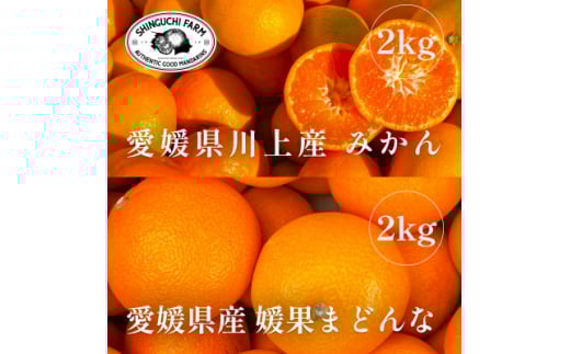 創業百八年 愛媛みかんの老舗＜みかん2kg+まどんな2kg＞食べ比べセット＜C70-36＞【1536339】