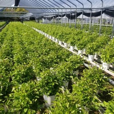 ふるさと納税 北茨城市 【長谷川園芸】国際園芸博覧会最高賞受賞クレマチス「北浜」 5寸 ※5/1〜5/7発送 |  | 03